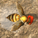 蜂巢模拟器3d(Bee Nest Simulation 3D)手机正版下载